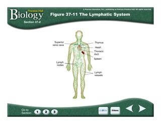 Go to
Section:
Section 37-2
Figure 37-11 The Lymphatic System
Superior
vena cava
Lymph
nodes
Thymus
Heart
Thoracic
duct
Spleen
Lymph
vessels
 