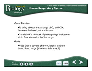 Go to
Section:
Section 37-2
Human Respiratory System
• Basic Function
• To bring about the exchange of O2 and CO2
between the blood, air and tissues
• Consists of a network of passageways that permit
air to flow into and out of the lungs
• Parts
• Nose (nasal cavity), pharynx, larynx, trachea,
bronchi and lungs (which contain alveoli)
 