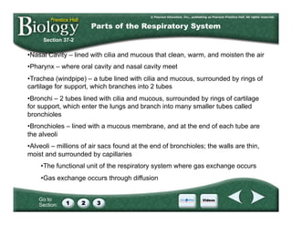 Go to
Section:
Section 37-2
Parts of the Respiratory System
• Nasal Cavity – lined with cilia and mucous that clean, warm, and moisten the air
• Pharynx – where oral cavity and nasal cavity meet
• Trachea (windpipe) – a tube lined with cilia and mucous, surrounded by rings of
cartilage for support, which branches into 2 tubes
• Bronchi – 2 tubes lined with cilia and mucous, surrounded by rings of cartilage
for support, which enter the lungs and branch into many smaller tubes called
bronchioles
• Bronchioles – lined with a mucous membrane, and at the end of each tube are
the alveoli
• Alveoli – millions of air sacs found at the end of bronchioles; the walls are thin,
moist and surrounded by capillaries
• The functional unit of the respiratory system where gas exchange occurs
• Gas exchange occurs through diffusion
 