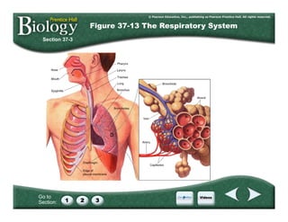 Go to
Section:
Section 37-3
Figure 37-13 The Respiratory System
 