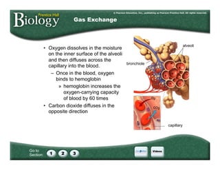 Go to
Section:
•  Oxygen dissolves in the moisture
on the inner surface of the alveoli
and then diffuses across the
capillary into the blood.
–  Once in the blood, oxygen
binds to hemoglobin
»  hemoglobin increases the
oxygen-carrying capacity
of blood by 60 times
•  Carbon dioxide diffuses in the
opposite direction
Gas Exchange
bronchiole
alveoli
capillary
 
