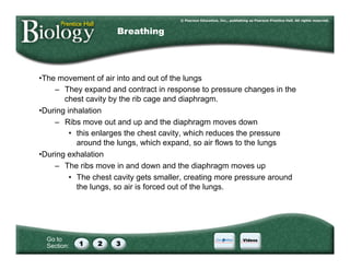 Go to
Section:
• The movement of air into and out of the lungs
–  They expand and contract in response to pressure changes in the
chest cavity by the rib cage and diaphragm.
• During inhalation
–  Ribs move out and up and the diaphragm moves down
•  this enlarges the chest cavity, which reduces the pressure
around the lungs, which expand, so air flows to the lungs
• During exhalation
–  The ribs move in and down and the diaphragm moves up
•  The chest cavity gets smaller, creating more pressure around
the lungs, so air is forced out of the lungs.
Breathing
 