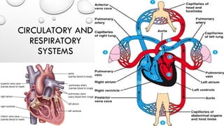 Respiratory and circulatory systems .pptx