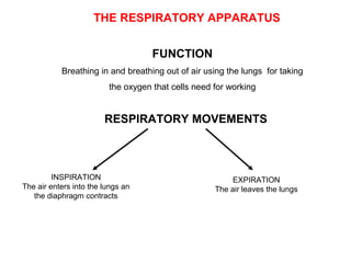 THE RESPIRATORY APPARATUS
FUNCTION
Breathing in and breathing out of air using the lungs for taking
the oxygen that cells need for working
RESPIRATORY MOVEMENTS
INSPIRATION
The air enters into the lungs an
the diaphragm contracts
EXPIRATION
The air leaves the lungs
 
