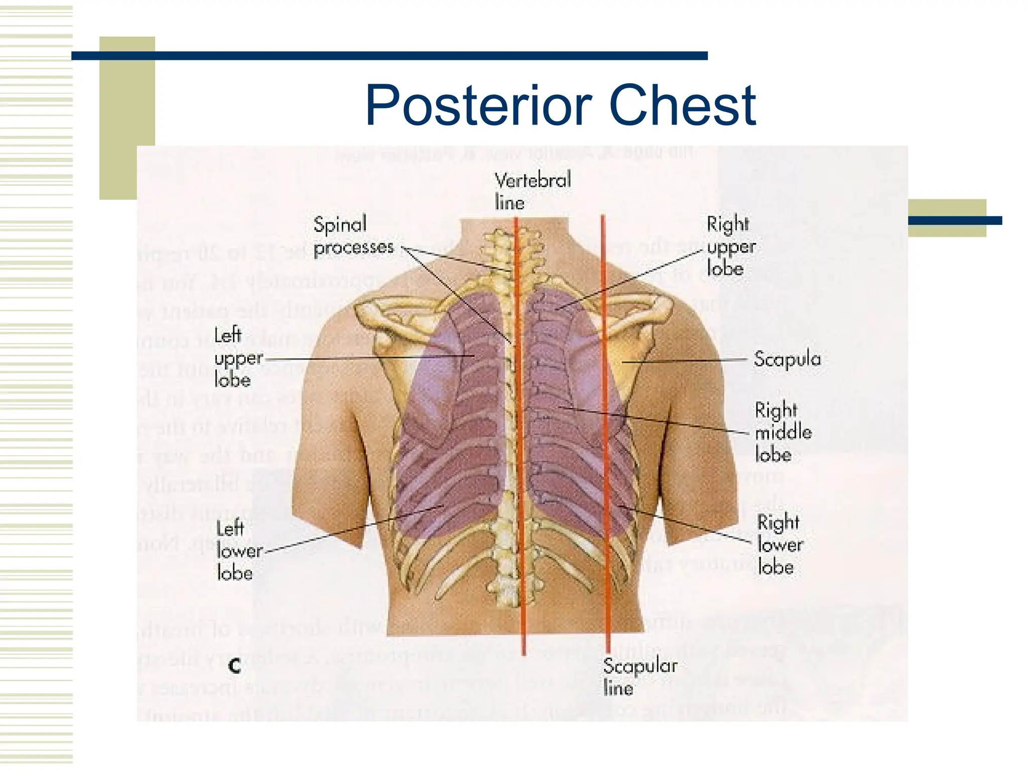 Posterior Chest
 
