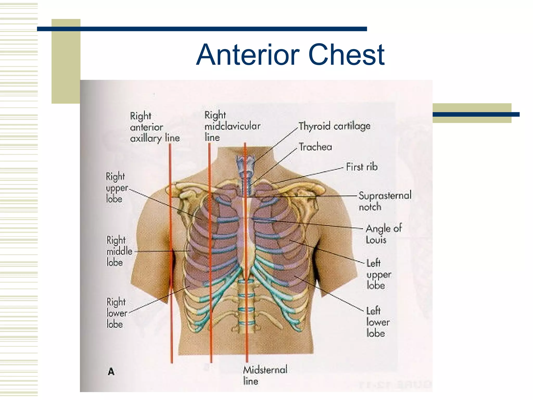 ASSESSMENT OF THE CHEST AND LUNGS | PPT