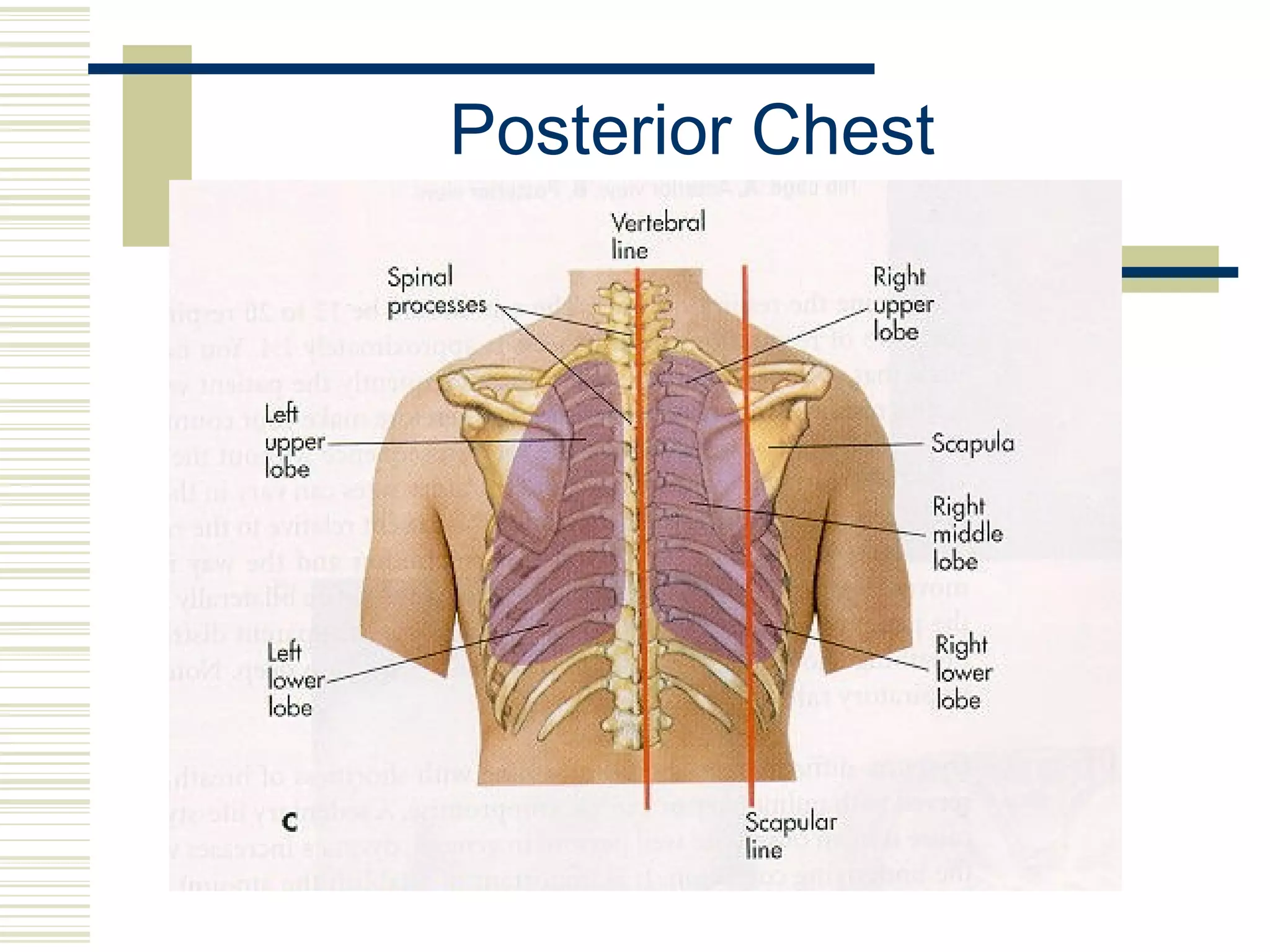 Lower Apices ASSESSMENT OF THE CHEST AND LUNGS | PPT