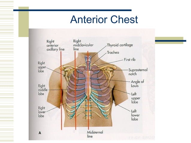 Chest Physical Instrument ASSESSMENT OF THE CHEST AND LUNGS | PPT
