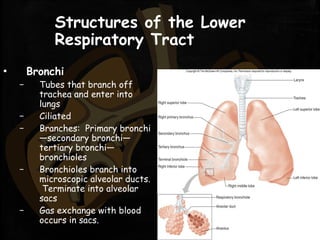 Structures of the Lower
Respiratory Tract
▪ Bronchi
– Tubes that branch off
trachea and enter into
lungs
– Ciliated
– Branches: Primary bronchi
—secondary bronchi—
tertiary bronchi—
bronchioles
– Bronchioles branch into
microscopic alveolar ducts.
Terminate into alveolar
sacs
– Gas exchange with blood
occurs in sacs.
 