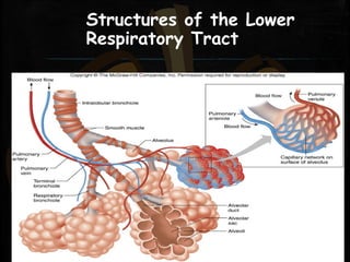 Structures of the Lower
Respiratory Tract
 