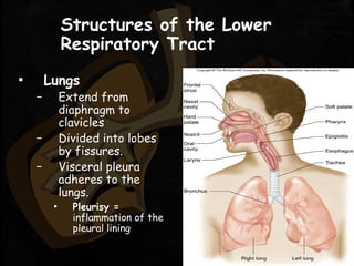 Structures of the Lower
Respiratory Tract
▪ Lungs
– Extend from
diaphragm to
clavicles
– Divided into lobes
by fissures.
– Visceral pleura
adheres to the
lungs.
▪ Pleurisy =
inflammation of the
pleural lining
 