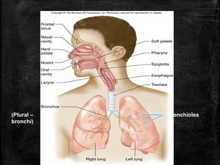 Bronchioles(Plural –
bronchi)
 
