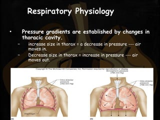 Respiratory Physiology
▪ Pressure gradients are established by changes in
thoracic cavity.
– increase size in thorax = a decrease in pressure --- air
moves in.
– Decrease size in thorax = increase in pressure --- air
moves out.
 
