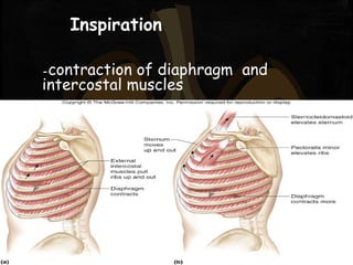 Inspiration
-contraction of diaphragm and
intercostal muscles
 