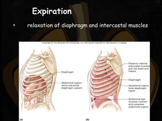 Expiration
▪ relaxation of diaphragm and intercostal muscles
 
