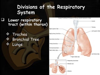 Divisions of the Respiratory
System
 Lower respiratory
tract (within thorax)
 Trachea
 Bronchial Tree
 Lungs
 