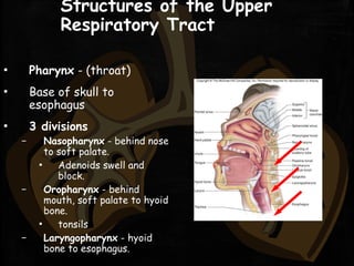 Structures of the Upper
Respiratory Tract
▪ Pharynx - (throat)
▪ Base of skull to
esophagus
▪ 3 divisions
– Nasopharynx - behind nose
to soft palate.
▪ Adenoids swell and
block.
– Oropharynx - behind
mouth, soft palate to hyoid
bone.
▪ tonsils
– Laryngopharynx - hyoid
bone to esophagus.
 