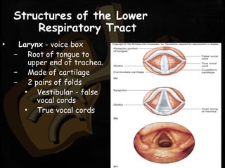 Structures of the Lower
Respiratory Tract
▪ Larynx - voice box
– Root of tongue to
upper end of trachea.
– Made of cartilage
– 2 pairs of folds
▪ Vestibular - false
vocal cords
▪ True vocal cords
 