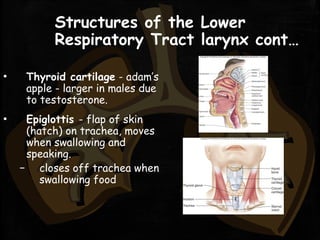 Structures of the Lower
Respiratory Tract larynx cont…
▪ Thyroid cartilage - adam’s
apple - larger in males due
to testosterone.
▪ Epiglottis - flap of skin
(hatch) on trachea, moves
when swallowing and
speaking.
– closes off trachea when
swallowing food
 