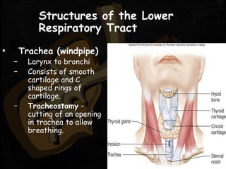 Structures of the Lower
Respiratory Tract
▪ Trachea (windpipe)
– Larynx to bronchi
– Consists of smooth
cartilage and C
shaped rings of
cartilage.
– Tracheostomy -
cutting of an opening
in trachea to allow
breathing.
 