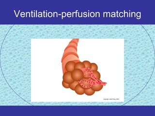 Ventilation-perfusion matching
 