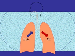 CO2   O2
 