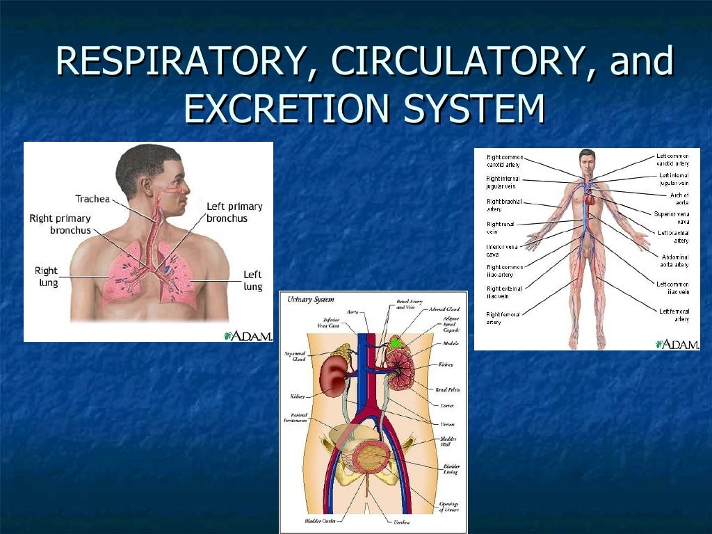 Respiratory And Excretory System Respiratory, Circulatory, And Excretion System