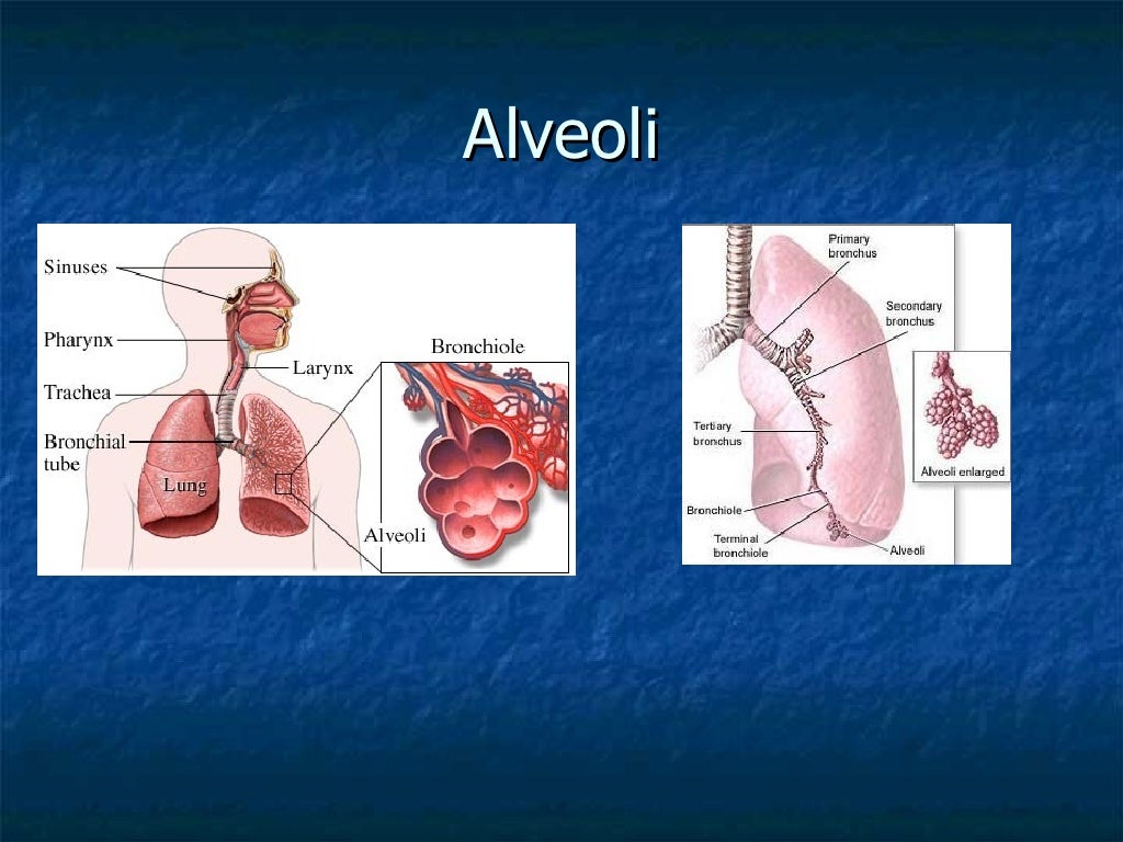 Respiratory And Excretory System Respiratory, Circulatory, And Excretion System