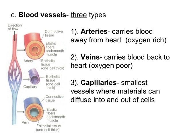 Respiratory circulatory lymphatic