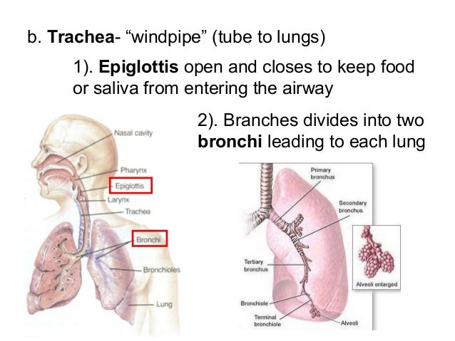 Respiratory circulatory lymphatic