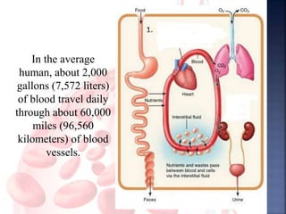 In the average
human, about 2,000
gallons (7,572 liters)
of blood travel daily
through about 60,000
miles (96,560
kilometers) of blood
vessels.
 