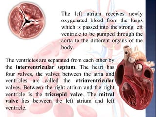The left atrium receives newly
oxygenated blood from the lungs
which is passed into the strong left
ventricle to be pumped through the
aorta to the different organs of the
body.
The ventricles are separated from each other by
the interventricular septum. The heart has
four valves, the valves between the atria and
ventricles are called the atrioventricular
valves. Between the right atrium and the right
ventricle is the tricuspid valve. The mitral
valve lies between the left atrium and left
ventricle.
 