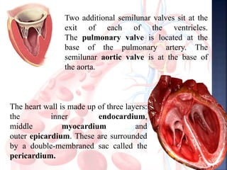 The heart wall is made up of three layers:
the inner endocardium,
middle myocardium and
outer epicardium. These are surrounded
by a double-membraned sac called the
pericardium.
Two additional semilunar valves sit at the
exit of each of the ventricles.
The pulmonary valve is located at the
base of the pulmonary artery. The
semilunar aortic valve is at the base of
the aorta.
 