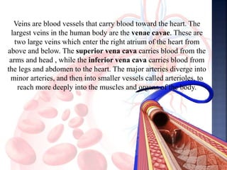 Veins are blood vessels that carry blood toward the heart. The
largest veins in the human body are the venae cavae. These are
two large veins which enter the right atrium of the heart from
above and below. The superior vena cava carries blood from the
arms and head , while the inferior vena cava carries blood from
the legs and abdomen to the heart. The major arteries diverge into
minor arteries, and then into smaller vessels called arterioles, to
reach more deeply into the muscles and organs of the body.
 