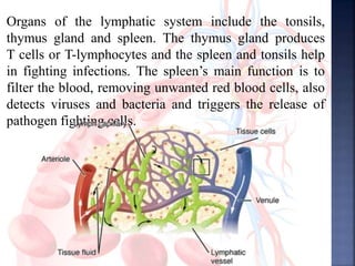 Organs of the lymphatic system include the tonsils,
thymus gland and spleen. The thymus gland produces
T cells or T-lymphocytes and the spleen and tonsils help
in fighting infections. The spleen’s main function is to
filter the blood, removing unwanted red blood cells, also
detects viruses and bacteria and triggers the release of
pathogen fighting cells.
 