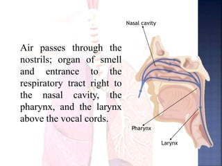 Air passes through the
nostrils; organ of smell
and entrance to the
respiratory tract right to
the nasal cavity, the
pharynx, and the larynx
above the vocal cords.
Nasal cavity
Pharynx
Larynx
 