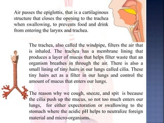 Air passes the epiglottis, that is a cartilaginous
structure that closes the opening to the trachea
when swallowing, to prevents food and drink
from entering the larynx and trachea.
The trachea, also called the windpipe, filters the air that
is inhaled. The trachea has a membrane lining that
produces a layer of mucus that helps filter waste that an
organism breathes in through the air. There is also a
small lining of tiny hairs in our lungs called cilia. These
tiny hairs act as a filter in our lungs and control the
amount of mucus that enters our lungs.
The reason why we cough, sneeze, and spit is because
the cilia push up the mucus, so not too much enters our
lungs, for either expectoration or swallowing to the
stomach where the acidic pH helps to neutralize foreign
material and micro-organisms.
 