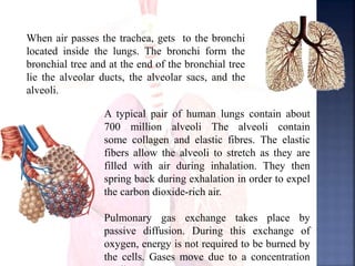 When air passes the trachea, gets to the bronchi
located inside the lungs. The bronchi form the
bronchial tree and at the end of the bronchial tree
lie the alveolar ducts, the alveolar sacs, and the
alveoli.
A typical pair of human lungs contain about
700 million alveoli The alveoli contain
some collagen and elastic fibres. The elastic
fibers allow the alveoli to stretch as they are
filled with air during inhalation. They then
spring back during exhalation in order to expel
the carbon dioxide-rich air.
Pulmonary gas exchange takes place by
passive diffusion. During this exchange of
oxygen, energy is not required to be burned by
the cells. Gases move due to a concentration
 