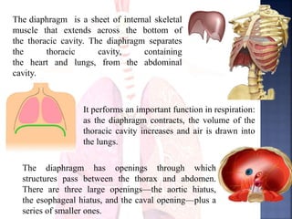 The diaphragm is a sheet of internal skeletal
muscle that extends across the bottom of
the thoracic cavity. The diaphragm separates
the thoracic cavity, containing
the heart and lungs, from the abdominal
cavity.
It performs an important function in respiration:
as the diaphragm contracts, the volume of the
thoracic cavity increases and air is drawn into
the lungs.
The diaphragm has openings through which
structures pass between the thorax and abdomen.
There are three large openings—the aortic hiatus,
the esophageal hiatus, and the caval opening—plus a
series of smaller ones.
 