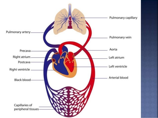Respiratory Circulatory System respiratory-circulatory-system