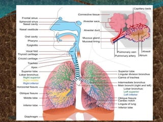 Comprehensive Overview of Respiratory System Anatomy, Physiology, and ...