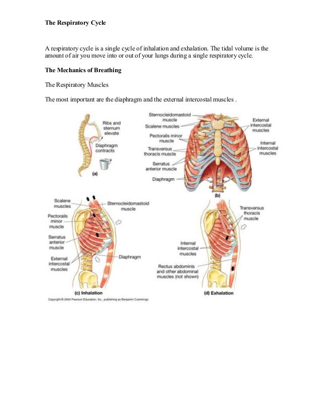 Muscles of inhalation and exhalation diagram