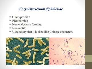 Corynebacterium diphtheriae
 Gram-positive
 Pleomorphic
 Non endospore forming
 Non motile
 Used to say that it looked like Chinese characters
 