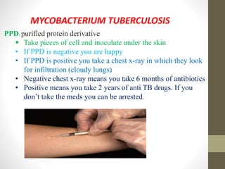 MYCOBACTERIUM TUBERCULOSIS
PPD: purified protein derivative
 Take pieces of cell and inoculate under the skin
• If PPD is negative you are happy
• If PPD is positive you take a chest x-ray in which they look
for infiltration (cloudy lungs)
• Negative chest x-ray means you take 6 months of antibiotics
• Positive means you take 2 years of anti TB drugs. If you
don’t take the meds you can be arrested.
 