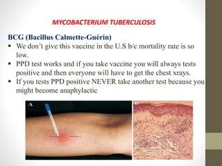 MYCOBACTERIUM TUBERCULOSIS
BCG (Bacillus Calmette-Guérin)
 We don’t give this vaccine in the U.S b/c mortality rate is so
low.
 PPD test works and if you take vaccine you will always tests
positive and then everyone will have to get the chest xrays.
 If you tests PPD positive NEVER take another test because you
might become anaphylactic
 