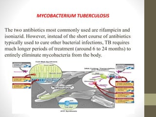 MYCOBACTERIUM TUBERCULOSIS
The two antibiotics most commonly used are rifampicin and
isoniazid. However, instead of the short course of antibiotics
typically used to cure other bacterial infections, TB requires
much longer periods of treatment (around 6 to 24 months) to
entirely eliminate mycobacteria from the body.
 