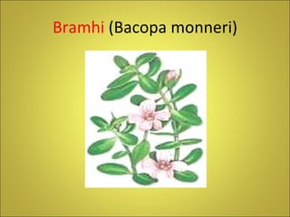 Bramhi  (Bacopa monneri) 