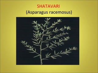 SHATAVARI  (Asparagus racemosus) 