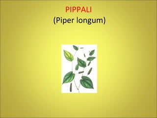 PIPPALI  (Piper longum) 