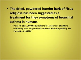 The dried, powdered interior bark of Ficus religiosa has been suggested as a treatment for they symptoms of bronchial asthma in humans. Patel JR. et al. 2000 Compositions for treatment of asthma containing Ficus religiosa bark admixed with rice pudding. US Paten No. 6149914 